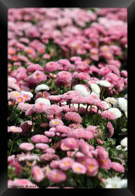 daisy flower nature background spring season Framed Print by goce risteski