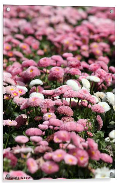 daisy flower nature background spring season Acrylic by goce risteski