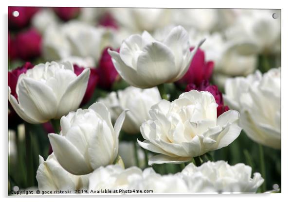 tulip flower close up nature background Acrylic by goce risteski