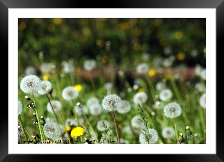 dandelion meadow spring season nature background Framed Mounted Print by goce risteski