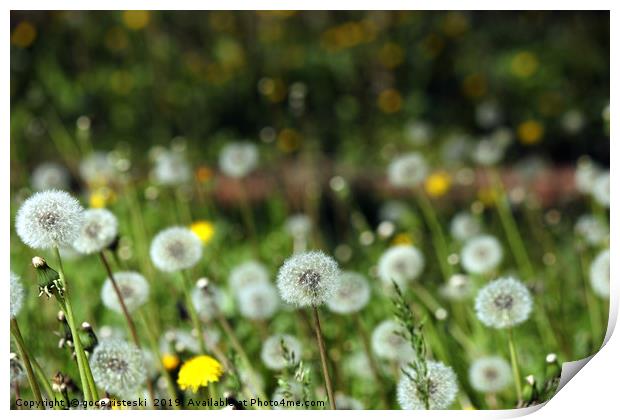 dandelion meadow spring season nature background Print by goce risteski