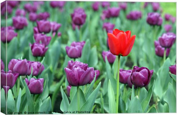 purple and one red tulip flower Canvas Print by goce risteski