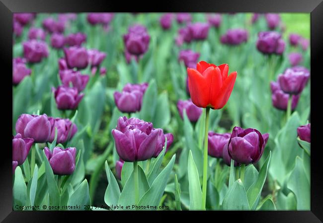 purple and one red tulip flower Framed Print by goce risteski