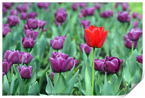 purple and one red tulip flower Print by goce risteski