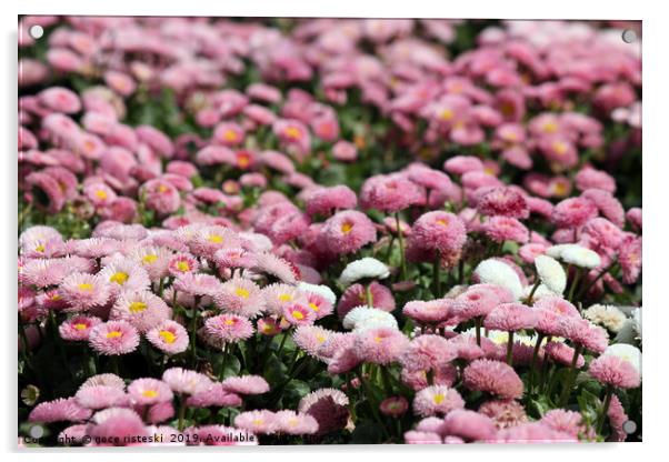 daisy flower spring season nature background Acrylic by goce risteski