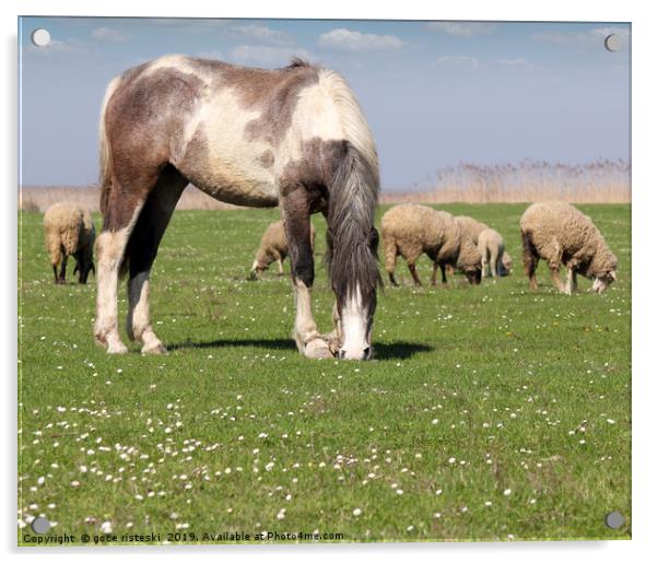 horse and sheep on pasture Acrylic by goce risteski