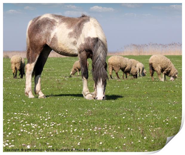 horse and sheep on pasture Print by goce risteski