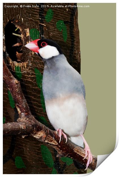 The Java sparrow (Lonchura oryzivora), Print by Frank Irwin