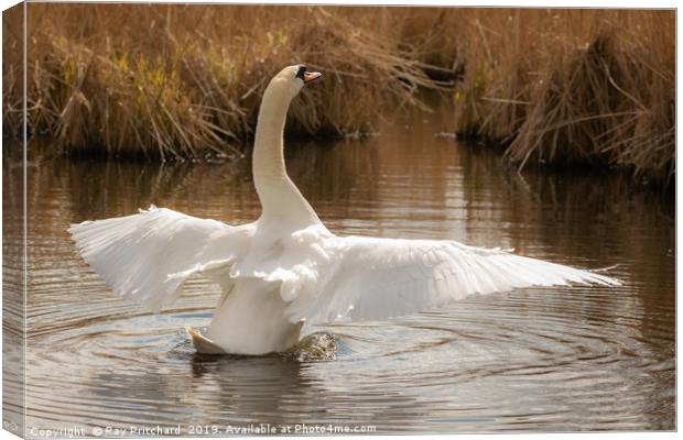 Graceful Swan Canvas Print by Ray Pritchard