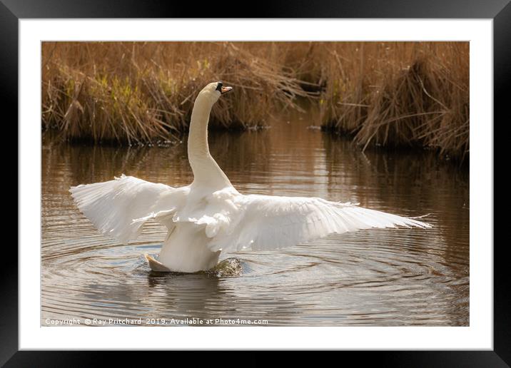 Graceful Swan Framed Mounted Print by Ray Pritchard