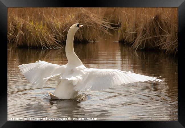 Graceful Swan Framed Print by Ray Pritchard