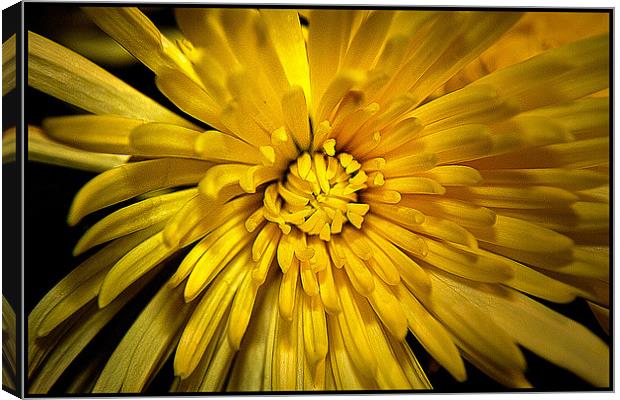 Chrysanthemum Canvas Print by Brian Beckett