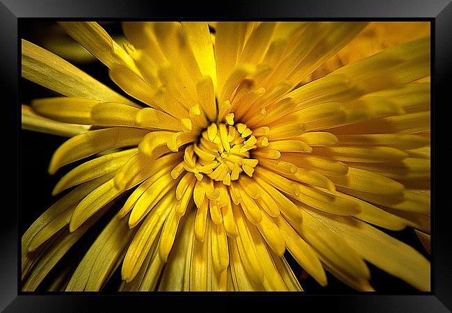 Chrysanthemum Framed Print by Brian Beckett