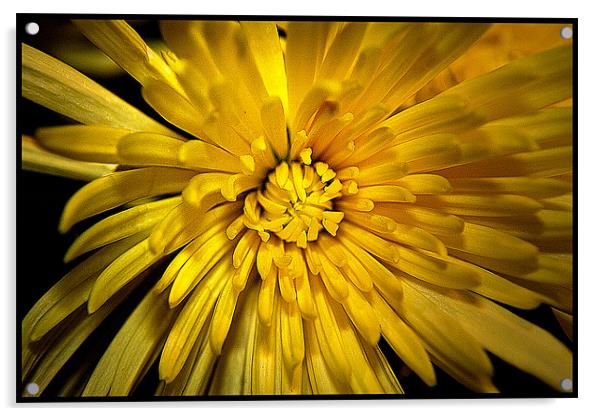 Chrysanthemum Acrylic by Brian Beckett