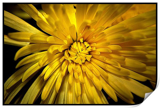 Chrysanthemum Print by Brian Beckett