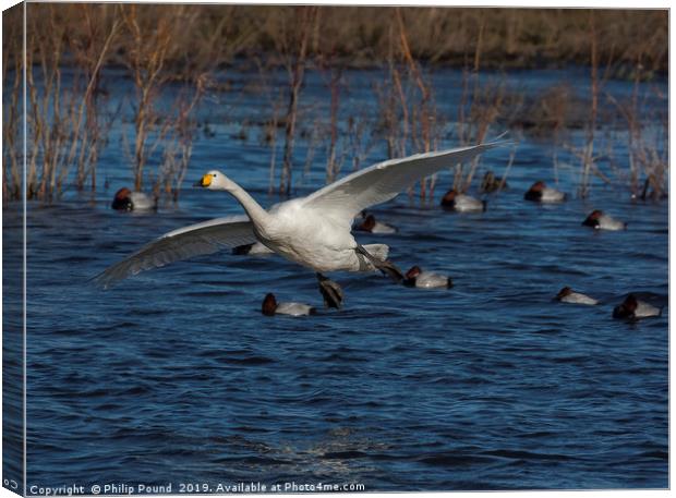 Whooper Swan Landing  Canvas Print by Philip Pound