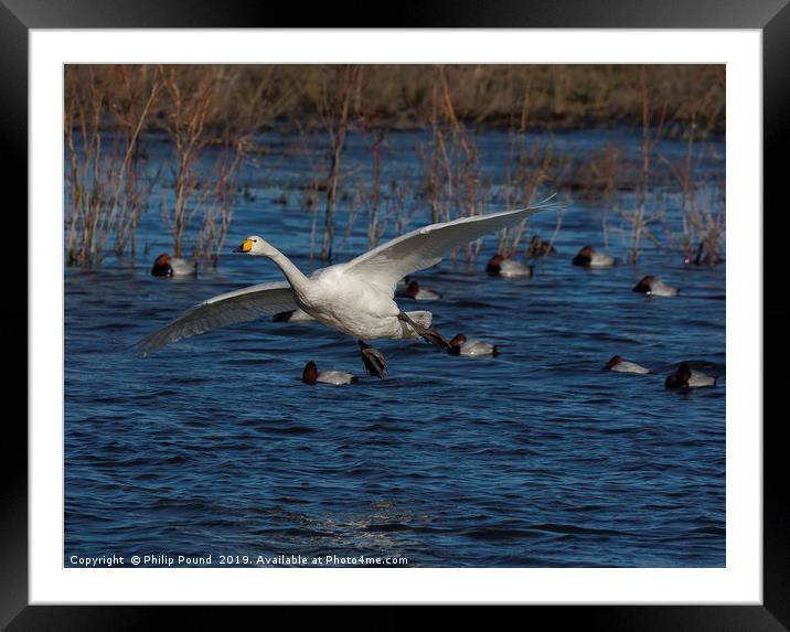 Whooper Swan Landing  Framed Mounted Print by Philip Pound