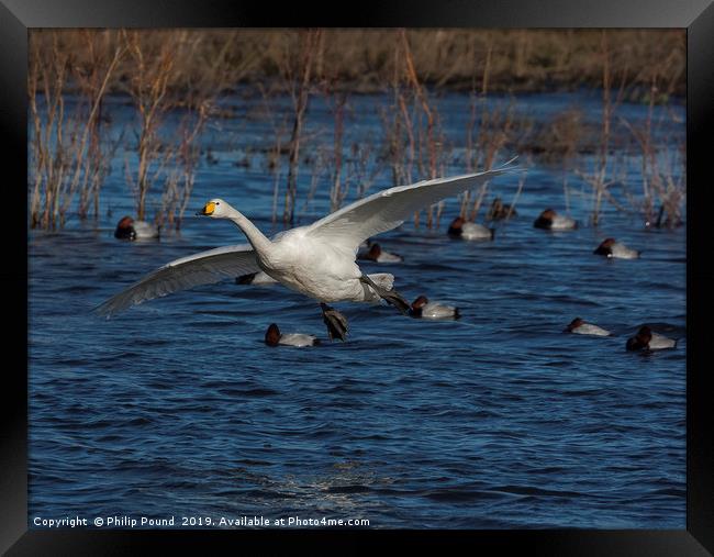 Whooper Swan Landing  Framed Print by Philip Pound