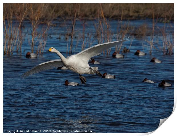Whooper Swan Landing  Print by Philip Pound