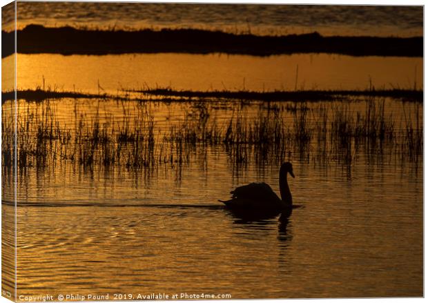 Swan on water at sunset Canvas Print by Philip Pound