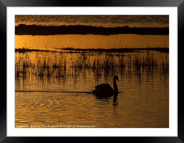 Swan on water at sunset Framed Mounted Print by Philip Pound