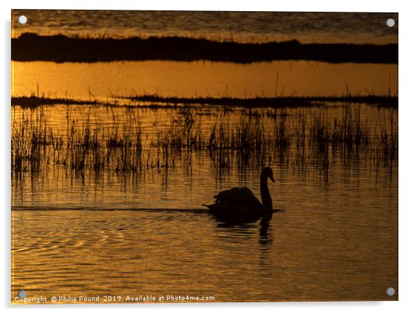 Swan on water at sunset Acrylic by Philip Pound