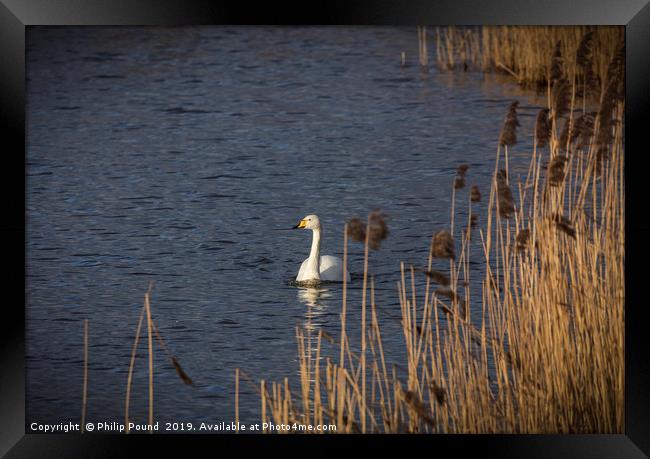 Whooper Swan Framed Print by Philip Pound