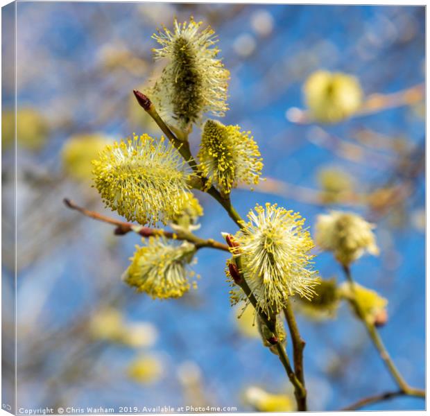 Spring - pussy willow in the sunshine Canvas Print by Chris Warham