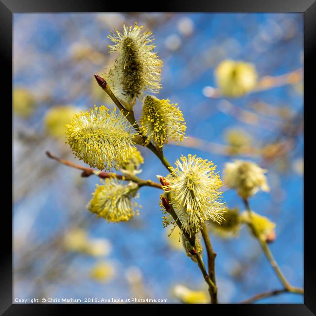 Spring - pussy willow in the sunshine Framed Print by Chris Warham