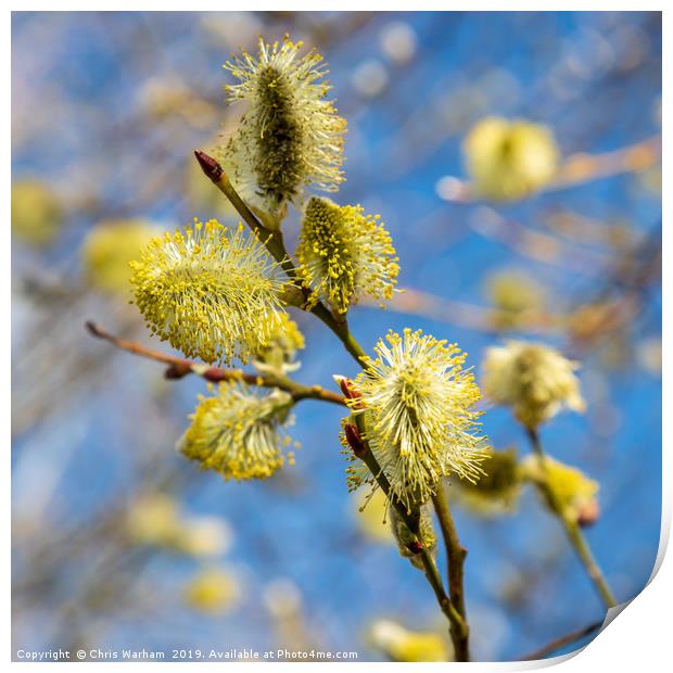 Spring - pussy willow in the sunshine Print by Chris Warham