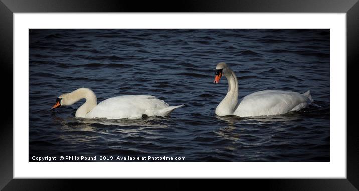 Mute Swans on wetlands Framed Mounted Print by Philip Pound