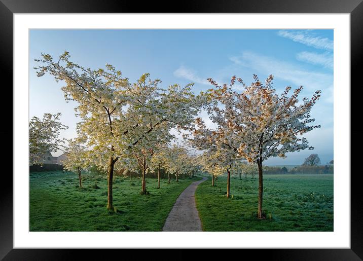 Snowdon Park Blossom                       Framed Mounted Print by Darren Galpin