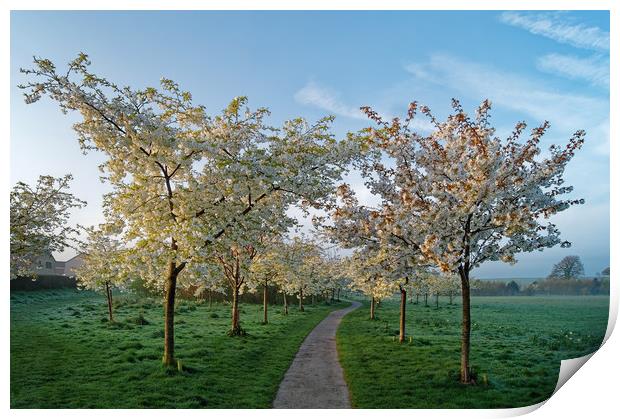 Snowdon Park Blossom                       Print by Darren Galpin