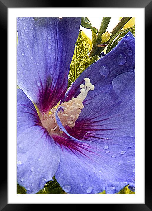 Hibiscus Framed Mounted Print by Brian Beckett