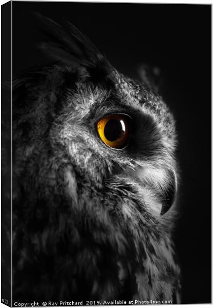 Eurasian Eagle Owl Canvas Print by Ray Pritchard