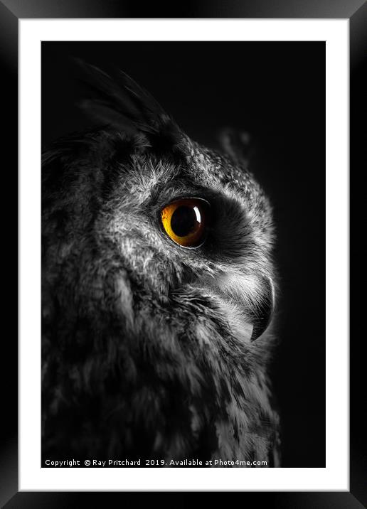 Eurasian Eagle Owl Framed Mounted Print by Ray Pritchard
