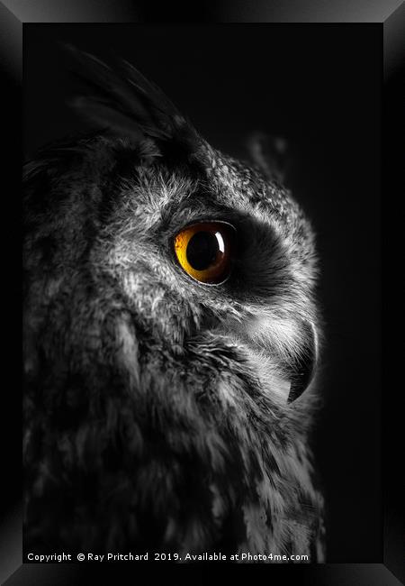 Eurasian Eagle Owl Framed Print by Ray Pritchard