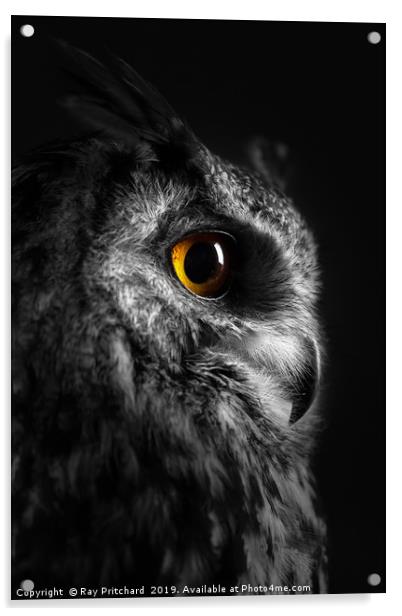 Eurasian Eagle Owl Acrylic by Ray Pritchard
