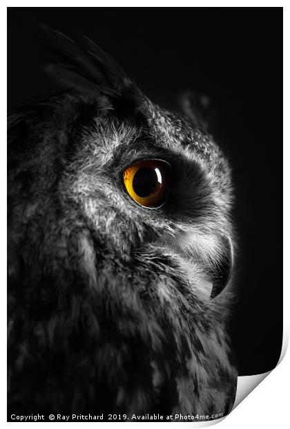 Eurasian Eagle Owl Print by Ray Pritchard