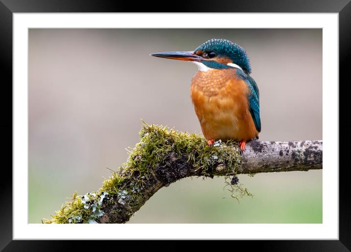 Female Kingfisher Framed Mounted Print by Mike Cave