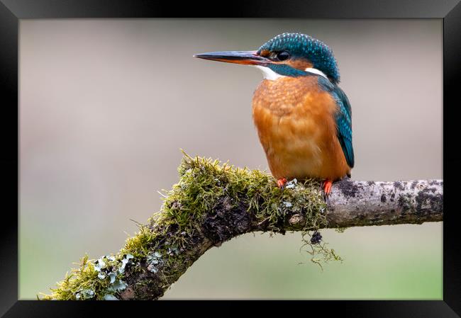 Female Kingfisher Framed Print by Mike Cave