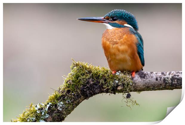 Female Kingfisher Print by Mike Cave