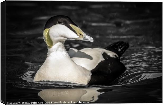 Eider Duck Once Canvas Print by Ray Pritchard