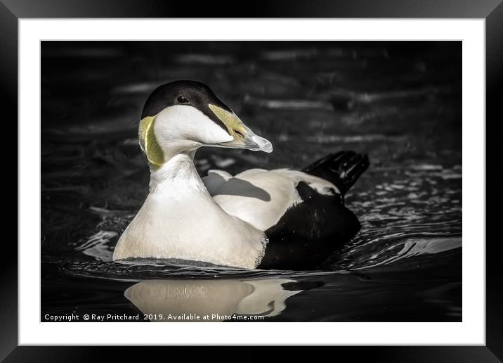 Eider Duck Once Framed Mounted Print by Ray Pritchard