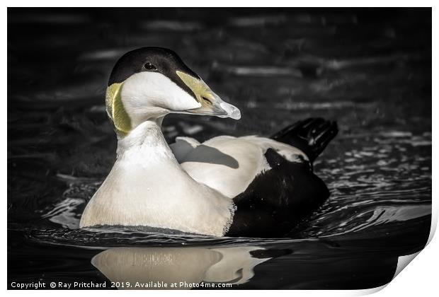Eider Duck Once Print by Ray Pritchard
