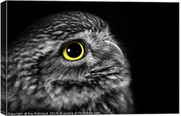 Little Owl Portrait  Canvas Print by Ray Pritchard
