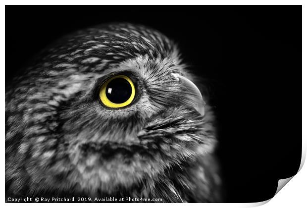 Little Owl Portrait  Print by Ray Pritchard