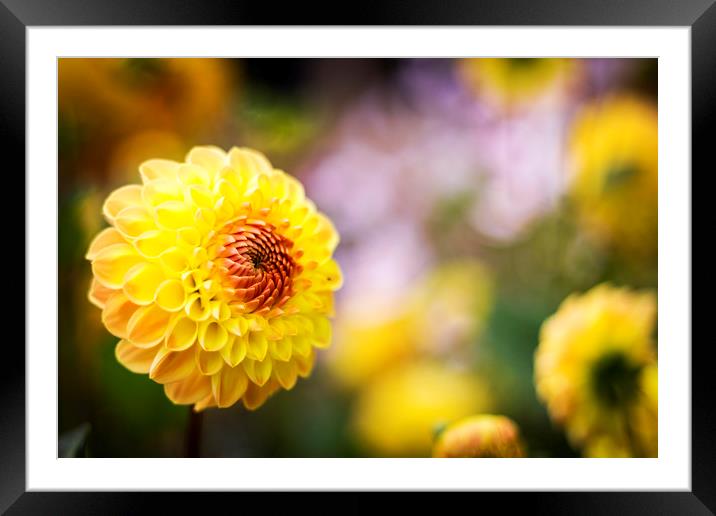 Dahlia Yellow Heaven Framed Mounted Print by Phil Spalding