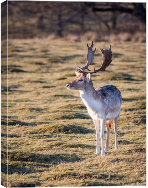 Fallow Deer at the Knole Park Canvas Print by Lubos Fecenko