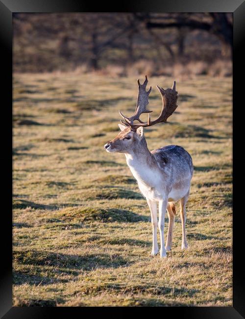 Fallow Deer at the Knole Park Framed Print by Lubos Fecenko